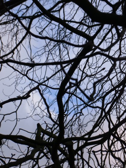 ロンドンの落葉した木の枝から透ける空が美しい