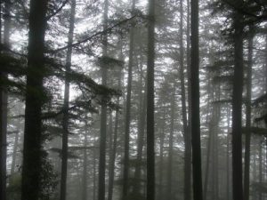ダラムサラの森の霧景色