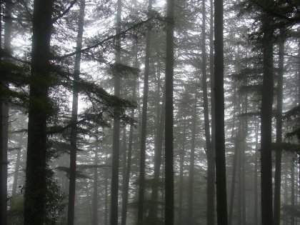 ダラムサラの森の山の霧景色。