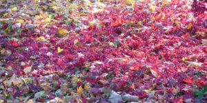 落葉した紅葉の自然の姿が美しい
