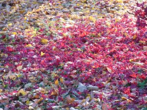 落葉した紅葉の自然の姿が美しい