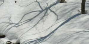 Shigakogen snow shadow