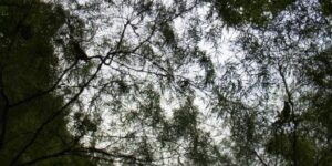 Singapore Botanic Gardens