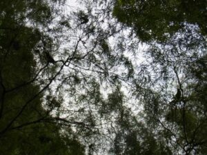 Singapore Botanic Gardens