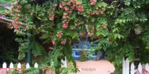 花のゲート、ルアンパバーン