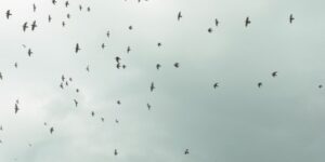 ジャーマー・マスジドの空